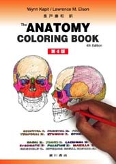 カラースケッチ解剖学［第4 版］ 67